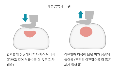 가슴압박과 이완. 가슴압박 : 압박할때 심장에서 피가 짜여져 나감. 강하고 깊이 누를수록 더 많은 피가 배출. 가슴이완 : 이완할때 다음에 보낼 피가 심장에 들어참 (완전히 이완할수록 더 많은 피가 들어참)